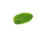 vector